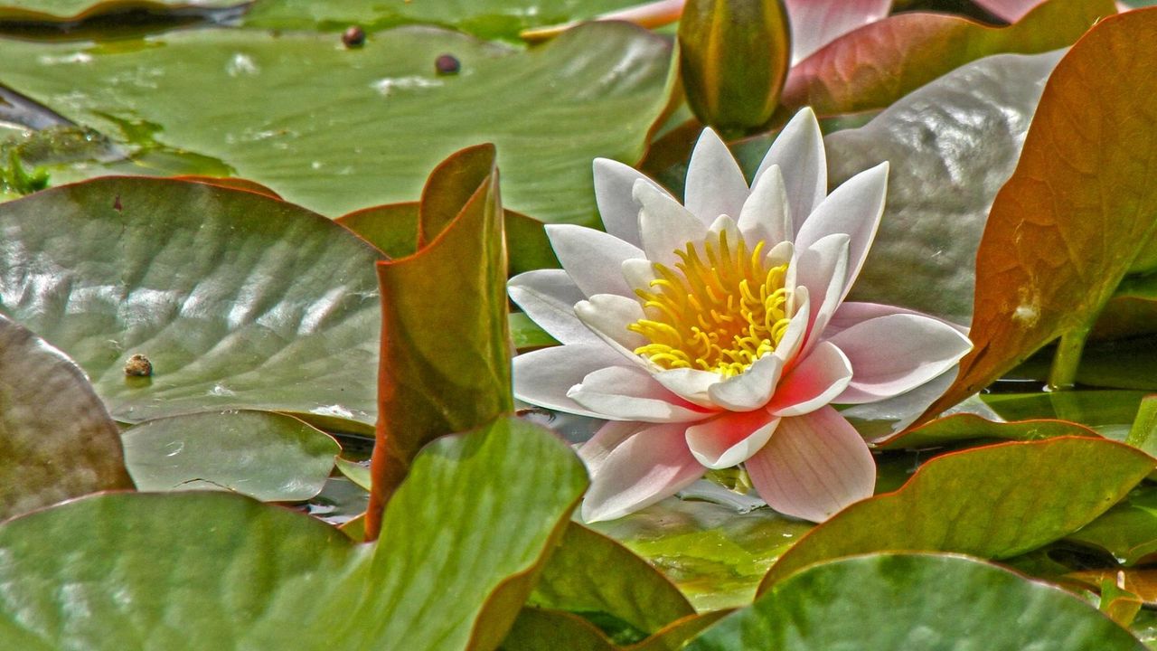 Wallpaper water lily, leaves, herbs, pond