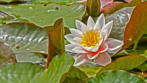 Preview wallpaper water lily, leaves, herbs, pond