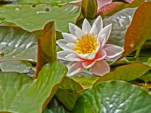Preview wallpaper water lily, leaves, herbs, pond
