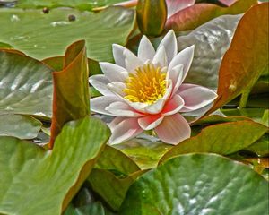 Preview wallpaper water lily, leaves, herbs, pond