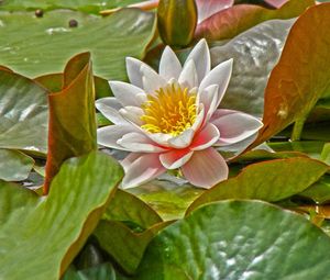 Preview wallpaper water lily, leaves, herbs, pond