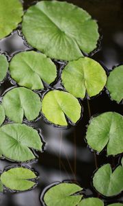 Preview wallpaper water lily, leaves, pond, water