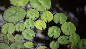 Preview wallpaper water lily, leaves, pond, water