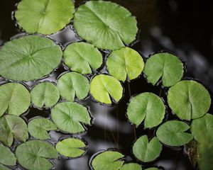 Preview wallpaper water lily, leaves, pond, water