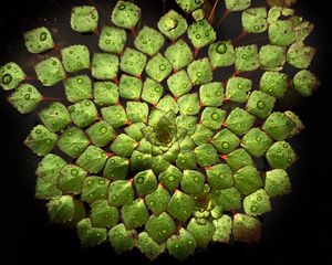 Preview wallpaper water lily, leaves, water