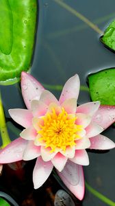 Preview wallpaper water lily, leaves, water, close-up