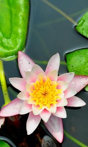 Preview wallpaper water lily, leaves, water, close-up