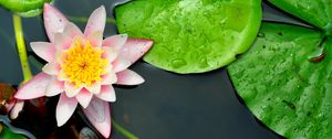 Preview wallpaper water lily, leaves, water, close-up