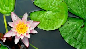 Preview wallpaper water lily, leaves, water, close-up