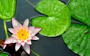 Preview wallpaper water lily, leaves, water, close-up