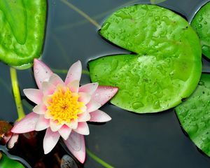 Preview wallpaper water lily, leaves, water, close-up