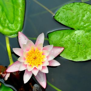 Preview wallpaper water lily, leaves, water, close-up