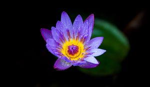 Preview wallpaper water lily, lilac, bloom, drops
