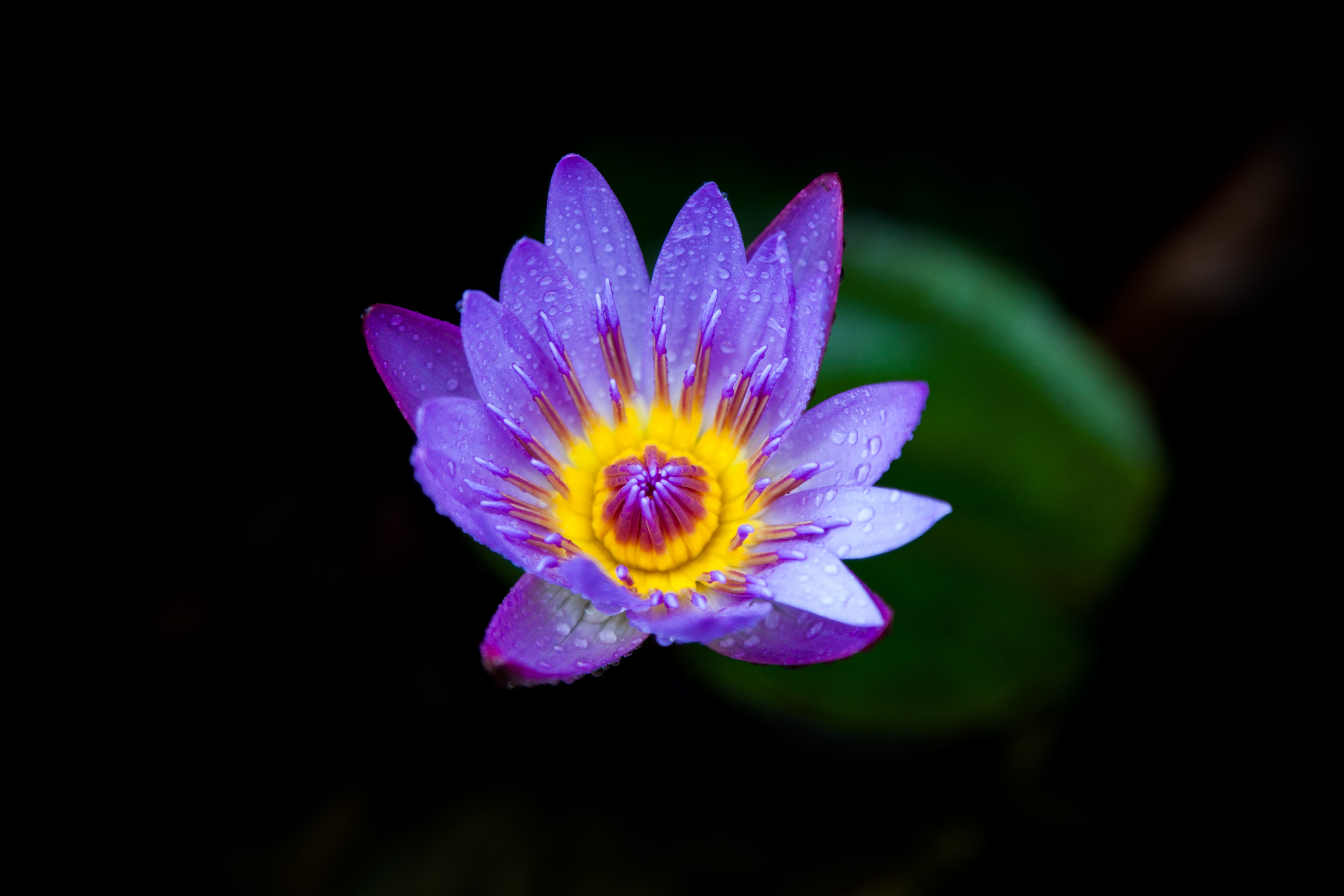 5616x3744 Wallpaper water lily, lilac, bloom, drops