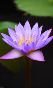 Preview wallpaper water lily, lotus, flower, blue, macro, blur