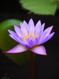 Preview wallpaper water lily, lotus, flower, blue, macro, blur