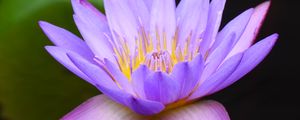 Preview wallpaper water lily, lotus, flower, blue, macro, blur