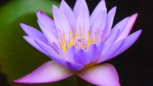 Preview wallpaper water lily, lotus, flower, blue, macro, blur