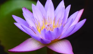 Preview wallpaper water lily, lotus, flower, blue, macro, blur