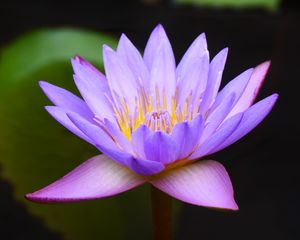 Preview wallpaper water lily, lotus, flower, blue, macro, blur