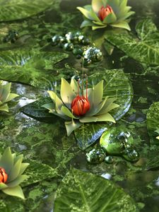 Preview wallpaper water lily, lotus, flower, green