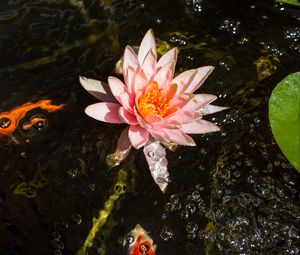 Preview wallpaper water lily, nymphaea, flowering, water