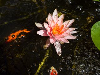 320x240 Wallpaper water lily, nymphaea, flowering, water
