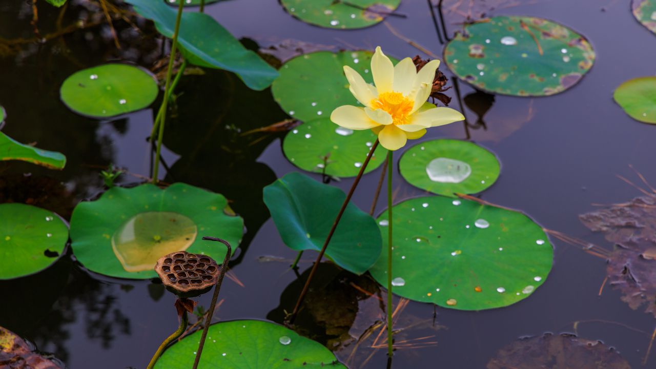 Wallpaper water lily, petals, flower, leaves, pond, drops