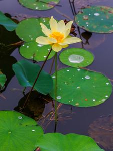 Preview wallpaper water lily, petals, flower, leaves, pond, drops