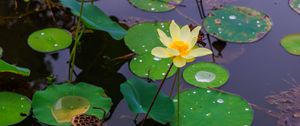 Preview wallpaper water lily, petals, flower, leaves, pond, drops