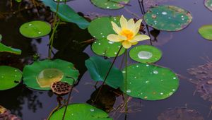 Preview wallpaper water lily, petals, flower, leaves, pond, drops