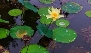 Preview wallpaper water lily, petals, flower, leaves, pond, drops