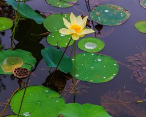 Preview wallpaper water lily, petals, flower, leaves, pond, drops