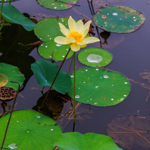 Preview wallpaper water lily, petals, flower, leaves, pond, drops