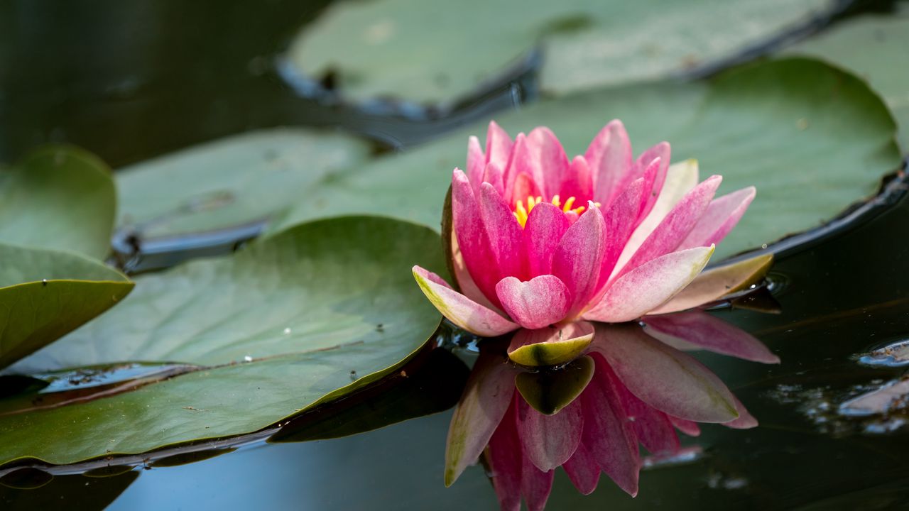 Wallpaper water lily, petals, flower, pond