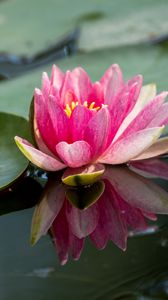 Preview wallpaper water lily, petals, flower, pond