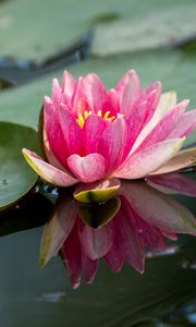 Preview wallpaper water lily, petals, flower, pond