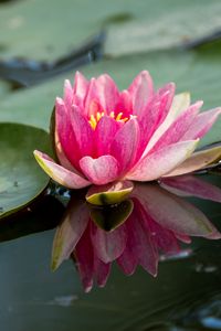 Preview wallpaper water lily, petals, flower, pond