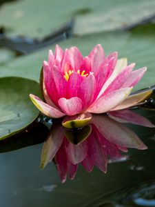 Preview wallpaper water lily, petals, flower, pond