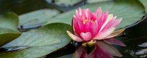 Preview wallpaper water lily, petals, flower, pond