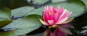 Preview wallpaper water lily, petals, flower, pond