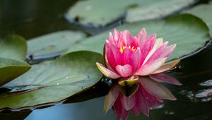 Preview wallpaper water lily, petals, flower, pond