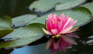 Preview wallpaper water lily, petals, flower, pond