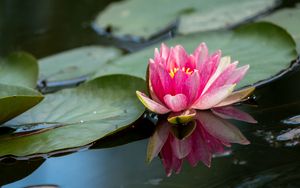 Preview wallpaper water lily, petals, flower, pond