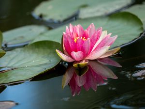 Preview wallpaper water lily, petals, flower, pond