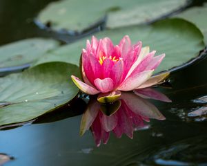 Preview wallpaper water lily, petals, flower, pond