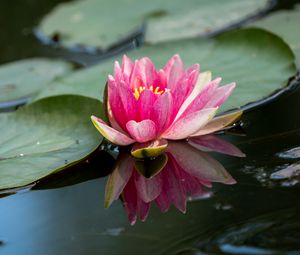 Preview wallpaper water lily, petals, flower, pond