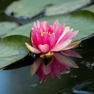 Preview wallpaper water lily, petals, flower, pond