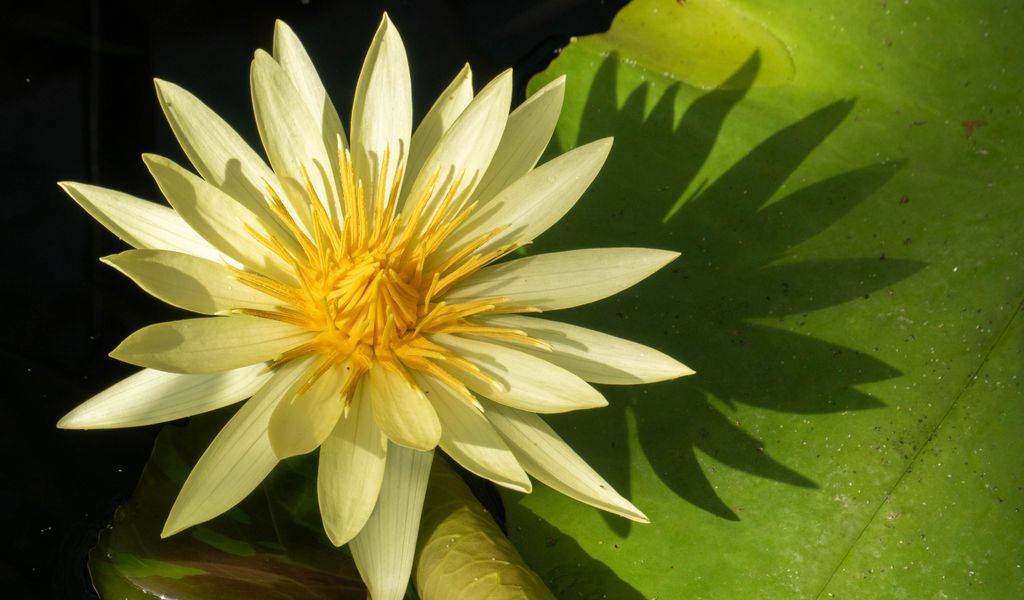 1024x600 Wallpaper water lily, petals, flower, shade, nature