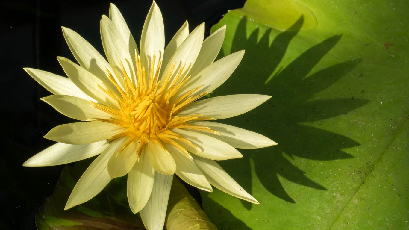1366x768 Wallpaper water lily, petals, flower, shade, nature